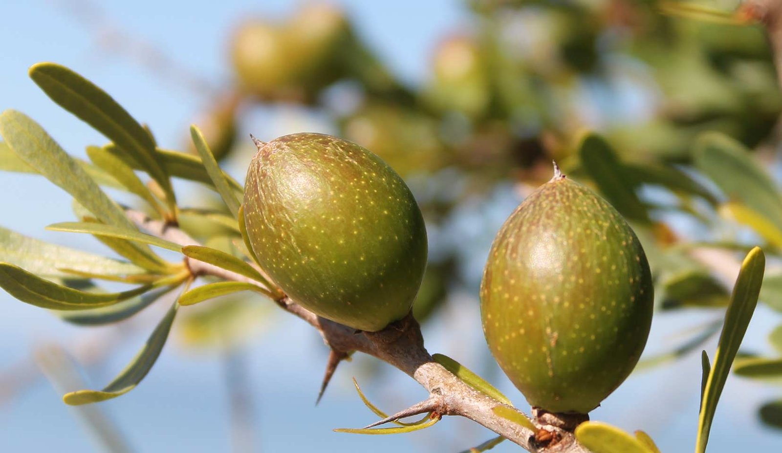 Argan Oil — The All-in-One Miracle for Skin, Hair, and Nails