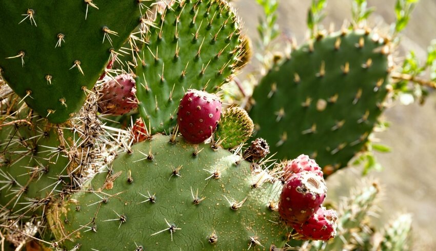 Why Prickly Pear Seed Oil is the Most Precious Oil in Skincare